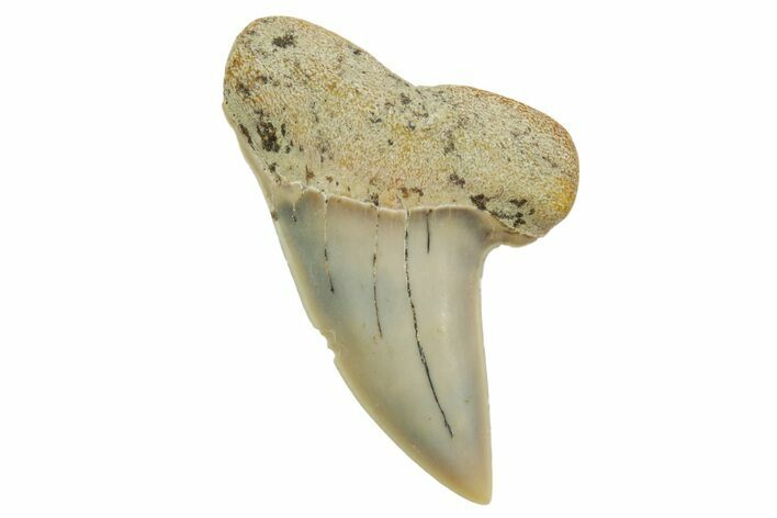 Fossil Shark Tooth (Carcharodon planus) - Bakersfield, CA #363974
